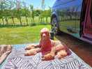 Great campsite for dogs