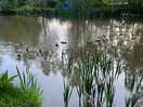 Ducklings and goslings galore