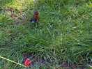 Robin visited us every day