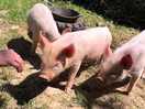 The pigs made our boys very happy!