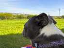 Dog friendly site