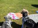 The doggos enjoying the sun!