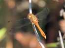 Another beautiful dragonfly