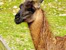 Llama