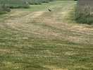 Baby guinea fowl coming out of the grass