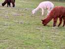 Alpaca