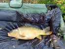 Another nice fish