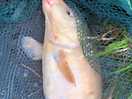 Stamford way fisheries and camping well stocked lake great peaceful experience would recommend