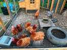Chickens