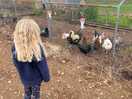 Chickens for morning eggs