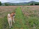 Dog walk field
