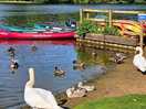 Cygnets on shore