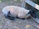 Farm animals