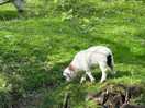 More sheep