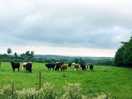 Curious calves in the field next door