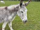Donkey