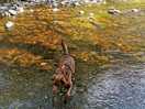 More standing in the river.
