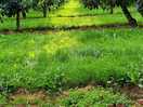 Apple vineyard
