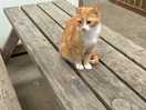 Ginger