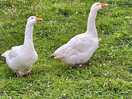 Geese