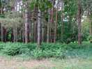 Camping area