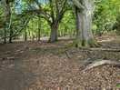 Lovely walks