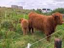 Friendly highland cows