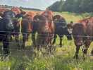 Neighbours