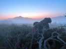 Misty sunset