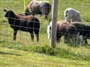 More local farm animals next to the campsite