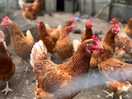 All the chickens