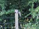 Squirrel 🐿️😆 with my peanuts 🥜