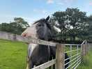 Lovely horses in the neighbouring field