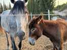 Love the donkey