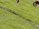 Lovely to see the horses so relaxed