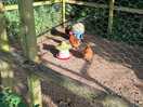 Chickens