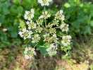 Wild flowers