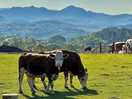 Local farm animals and mountain view’s from outside the campsite