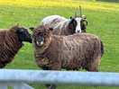 Local farm animals next to the campsite