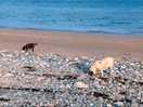Dog day out