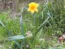Dandilion