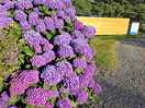 Lovely flowers