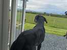 Otto looking out