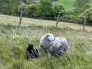 Owner’s sheep