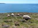 Morte point wildlife