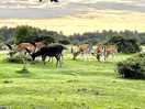 Stags on the common