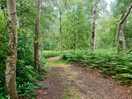A walk through the woodland.