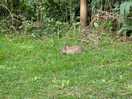 We saw rabbits and deer