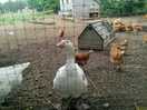 Farm