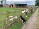 Animals on site